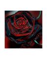 True Blood Black Rose Seeds. 