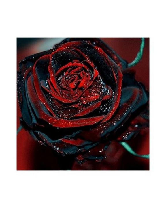 True Blood Black Rose Seeds