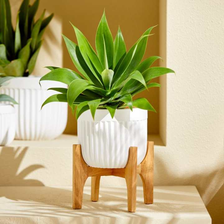 Wooden Pot Stands - Brasnz