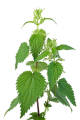 organic nettle leaves , nettle leaves in pakistan 50g. 