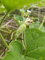 Bottle Gourd (Long Kadu)  Desi Fast Growing Seeds - Kitchen Gardening Vegetable Seeds. 
