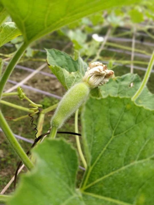 Bottle%20Gourd%20(Long%20Kadu)%20%20Desi%20Fast%20Growing%20Seeds%20-%20Kitchen%20Gardening%20Vegetable%20Seeds%20-%20Image%205
