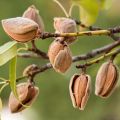 ALMOND FLOUR 1 kg ALMOND FLOUR 1 kg ALMOND FLOUR 1 kg. 