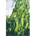 Chilli (German) Seeds summer seeds. 