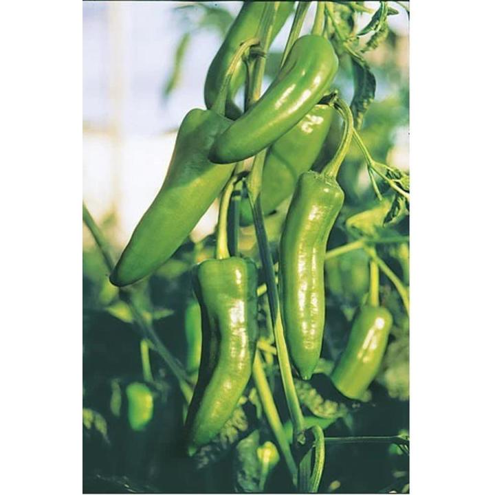 Chilli (German) Seeds summer seeds