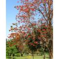 10 Gul E Nishtar - Erytherina Subrosa Bonsai Tree Seeds. 