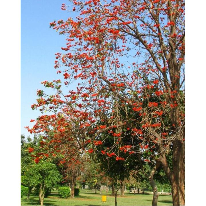 10 Gul E Nishtar - Erytherina Subrosa Bonsai Tree Seeds