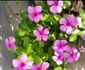Vinca Plant Sadabahar Plant. 