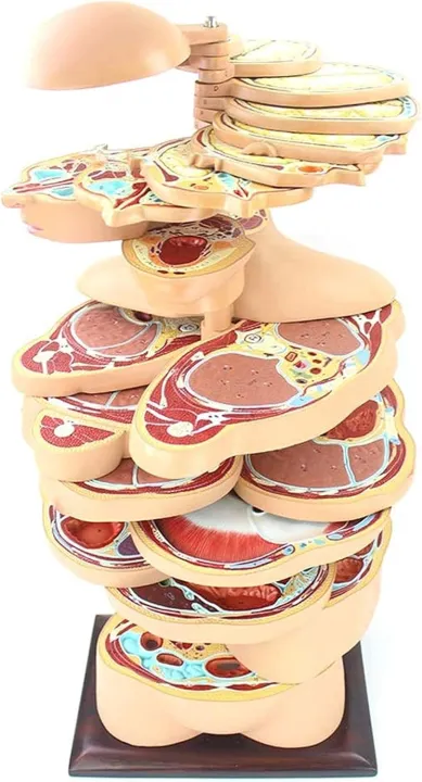 22%20Parts%20Horizontal%20Cut%20Transverse%20Model%20-%20Human%20Torso%20Anatomy%20Model%20-%20Human%20Body%20Section%20Anatomy%20Model%20%7C%20Cross%20Sectional%20Torso%20Anatomy%20-%20Image%202