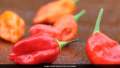 red bhoot jolokia chili 50gm. 