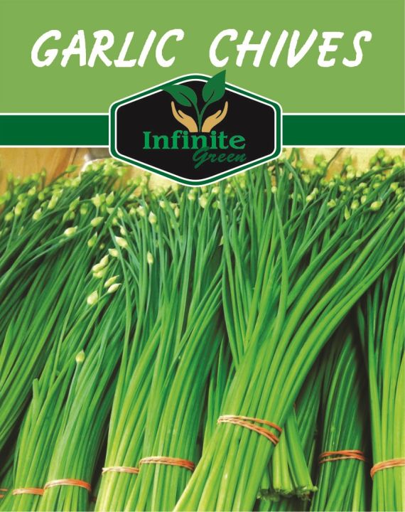 Garlic Chives Herbs seeds 50 Plus seeds
