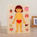 Anatomy Organ Model Multi-Layer Wooden Human Body Puzzle Activities Busy Board Boys Girls Body Structure Puzzle Montessori Early Educational Educational Anatomy Jigsaw Children Kids. 