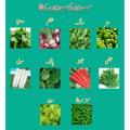 Kitchen Gardening Winter Vegetables Seeds 10 Packs. 