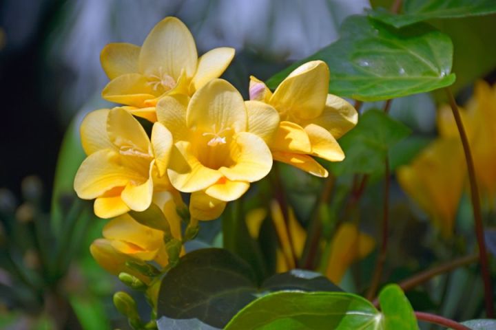 freesia flower bulb