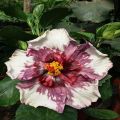 Maroon White Hibiscus Flower Plant Seeds. 
