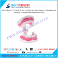 IBEX SCIENNCES Teeth Model PVC Material with Toothbrush Teeth Dentist Classroom Lab Teaching Tools Student Educational Toys. 