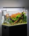 1.5Ft Planted aquarium. 