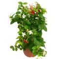 Rangoon Creeper (Jhumka Bail) |Best for Seed Garden & Home Decoration|. 