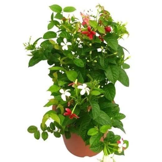 Rangoon Creeper (Jhumka Bail) |Best for Seed Garden & Home Decoration|