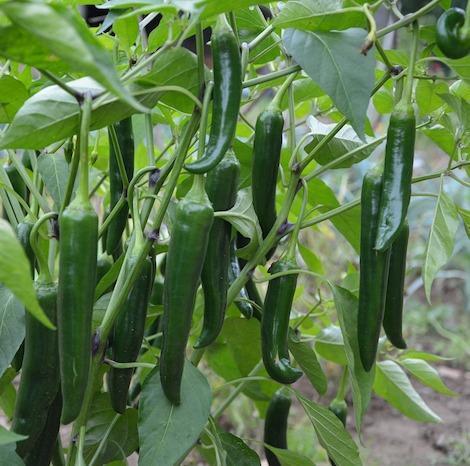 Qty%2050+%20Pepper%20Chili%20Capsicum%20Seeds%204%20Varieties%20%20Vegetable%20Kitchen%20Gardening%20-%20Image%206