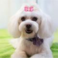 15 x Mixed Pet Small Dog Hair Bows Elastic Bands Puppy Cat Rhinestone Grooming. 