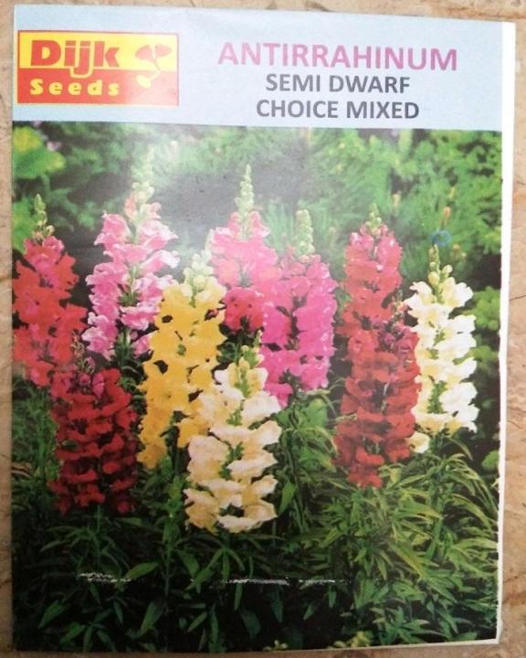 Antirrhinum Semi Dwarf Choice Mixed