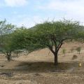 15 Seed of Desi Kikar Plant-Vachellia Nilotica Babool Plant Seeds. 