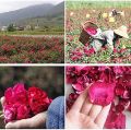Organic Dried Red Rose Petals , Real Natural Dried Rose Petals for Bath 100gm. 