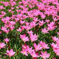 Pink Rain Lilly Zephyranthes Grandiflora Lycoris Candida Votaniki snowdrops LUCKY Pink Rain Lily Bulbs, Perennial Lily Flowering Bulbs,Bloom Multiple Times Rain Lily BY GREEN GOLD. 