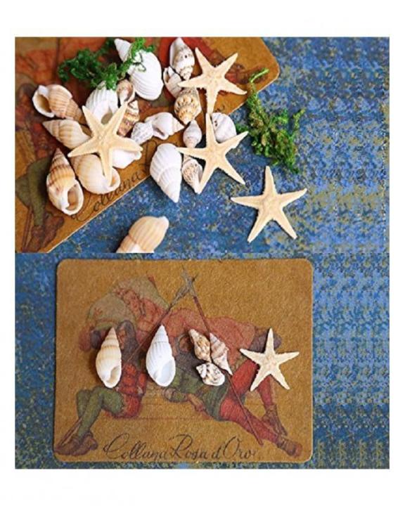 150%20Pcs%20Sea%20Shells%20Mixed%20Ocean%20Beach%20Seashells,%20Various%20Sizes%20-%20Image%205