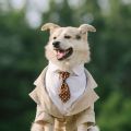 Pet suit dog dress tuxedo wedding pet dress two-piece tie set corgi chai. 