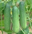 20+ Cucumber Desi Kheera Kitchen Gardening Vegetable Seeds. 