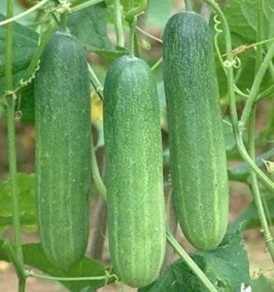 20+%20Cucumber%20Desi%20Kheera%20Kitchen%20Gardening%20Vegetable%20Seeds%20-%20Image%205