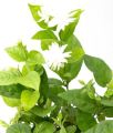 Jasminum Sambac, Motia, Arabian Jasmine - Plant (Best for Seed, Home and Garden). 