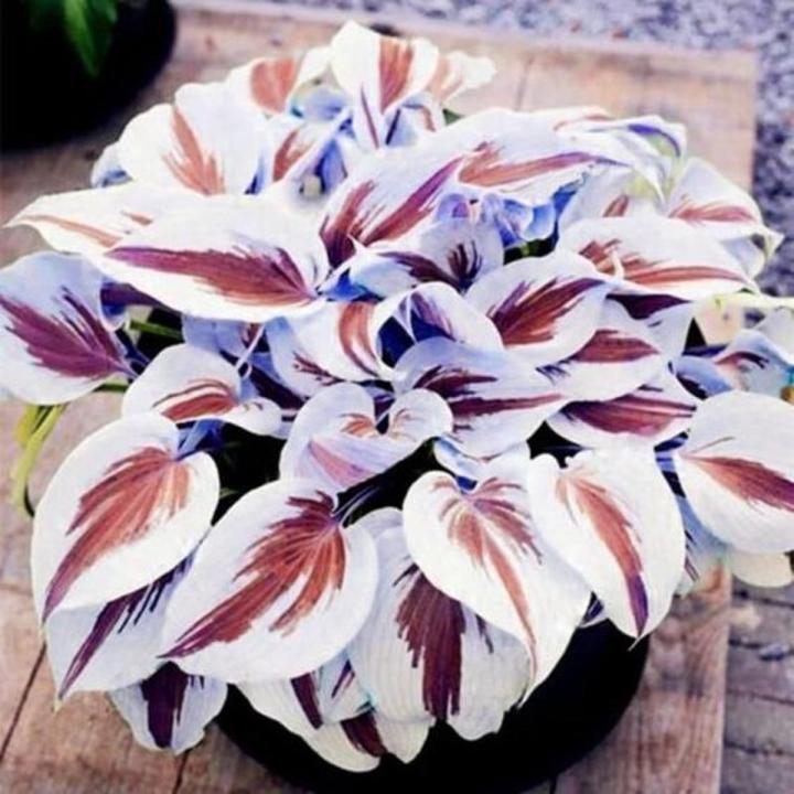 Perennials Hosta Plant Seeds