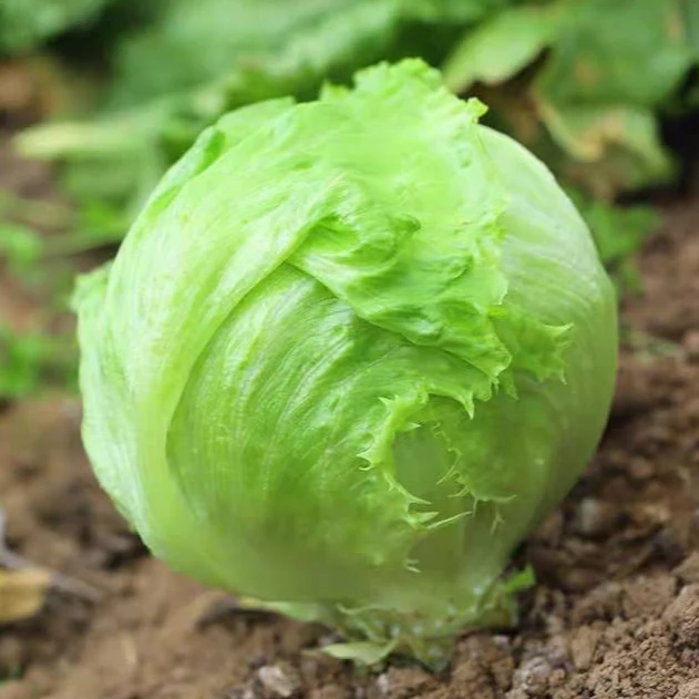Lettuce Iceberg – Premium Seeds for Home Garden & Salads