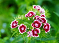 25+ Sweet William Flower Seeds - Home Gardening. 