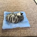 Kid Realistic Mew Sound Cat Sleeping in Nest Activated Carbon Plush Toy Car Decor. 