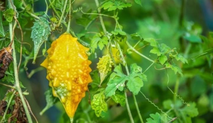 Karela%20(Bitter%20gourd%20,%DA%A9%D8%B1%DB%8C%D9%84%D8%A7)%20F1%20summer%20Vegetable%20seeds%20-%20Image%202