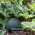* Rare * Sugar Baby watermelon seeds-20 seed * friendly pot * plant pots, baby watermelon seeds, sweet, yummy-mango garden. 
