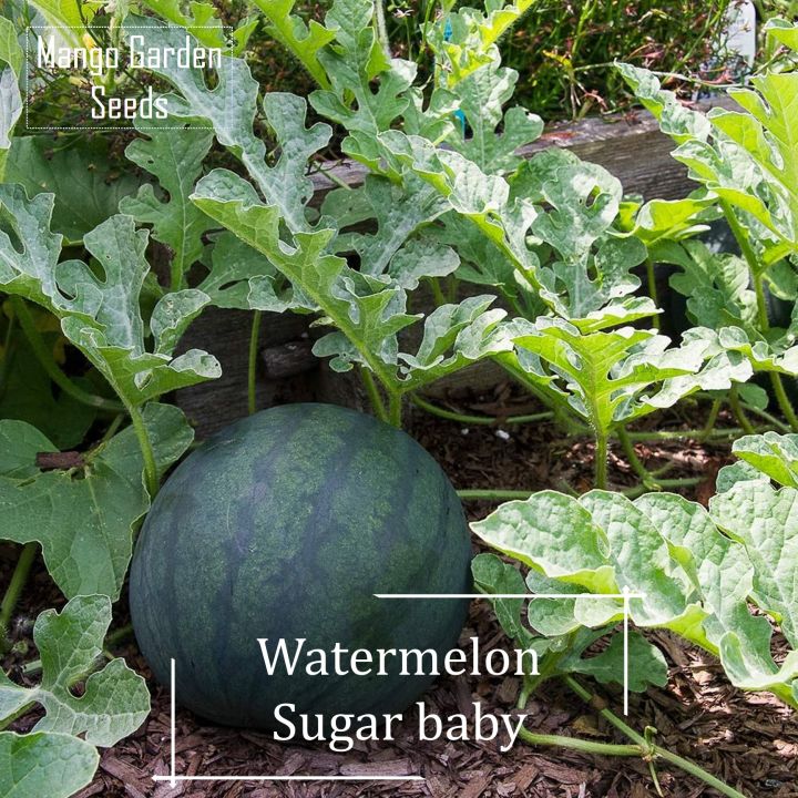 * Rare * Sugar Baby watermelon seeds-20 seed * friendly pot * plant pots, baby watermelon seeds, sweet, yummy-mango garden