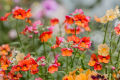 Nemesia Carnival Mix Flower Seeds  (Strumosa) Home Kitchen Gardening Seeds. 