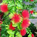 5 seeds of Red Powder Puff Tree (Calliandra haematocephala) Red Flower Plant. 
