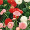 Seeds  - Bellis Perennis Pomponette Daisy Mix Seeds - Home Kitchen Gardening Flower Seeds. 