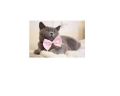 Imported Bow - Adjustable for Cats and Puppies - PINK. 