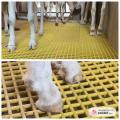 Pets  Floor Mat, Floor Grating, Strong Plastic Mat, 1*1 sqft Attachable panel, Dogs, Cats (Pack of 10). 