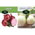 RED ONION SWAT ONE & WHITE ONION F1 HYBRID USA IMPORTED SEEDS (ONE EACH PACK). 