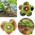 Thailand Mini Kiwi Fruit Seeds. 