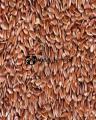 Flax Seed (Alsi) - 100 grams. 