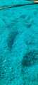 Nickel Sulphate (Extra Pure) 1 KG. 